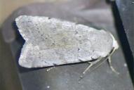 Xestia ashworthii
