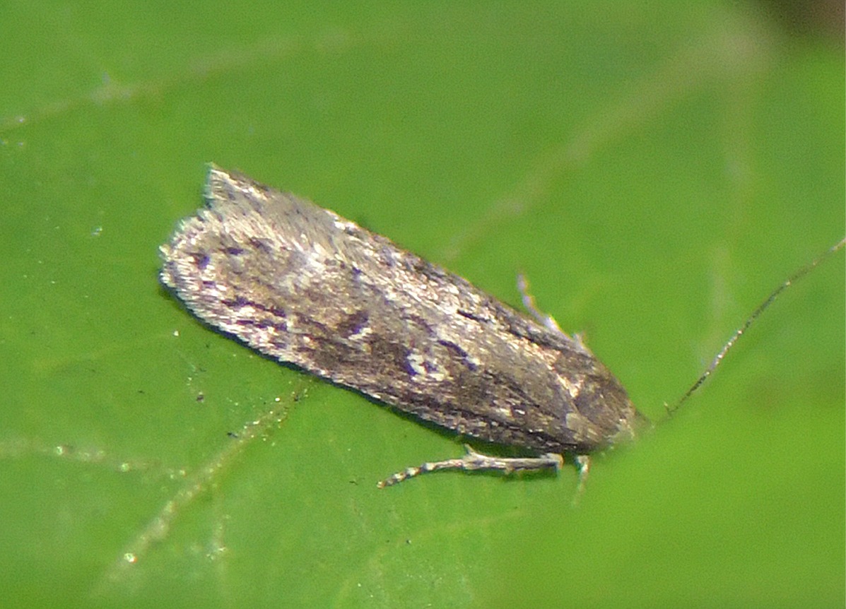 Gelechia sororculella