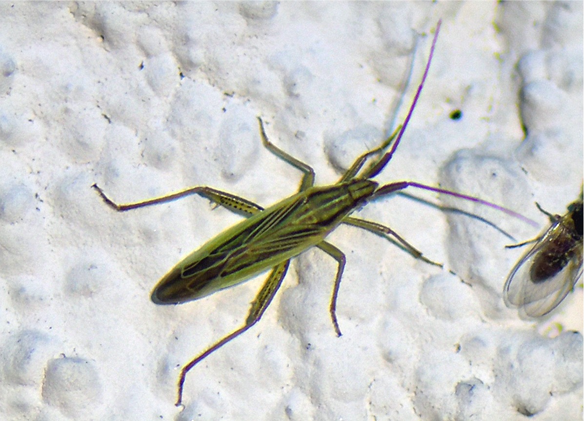 Stenodema calcarata