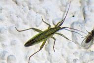 Stenodema calcarata