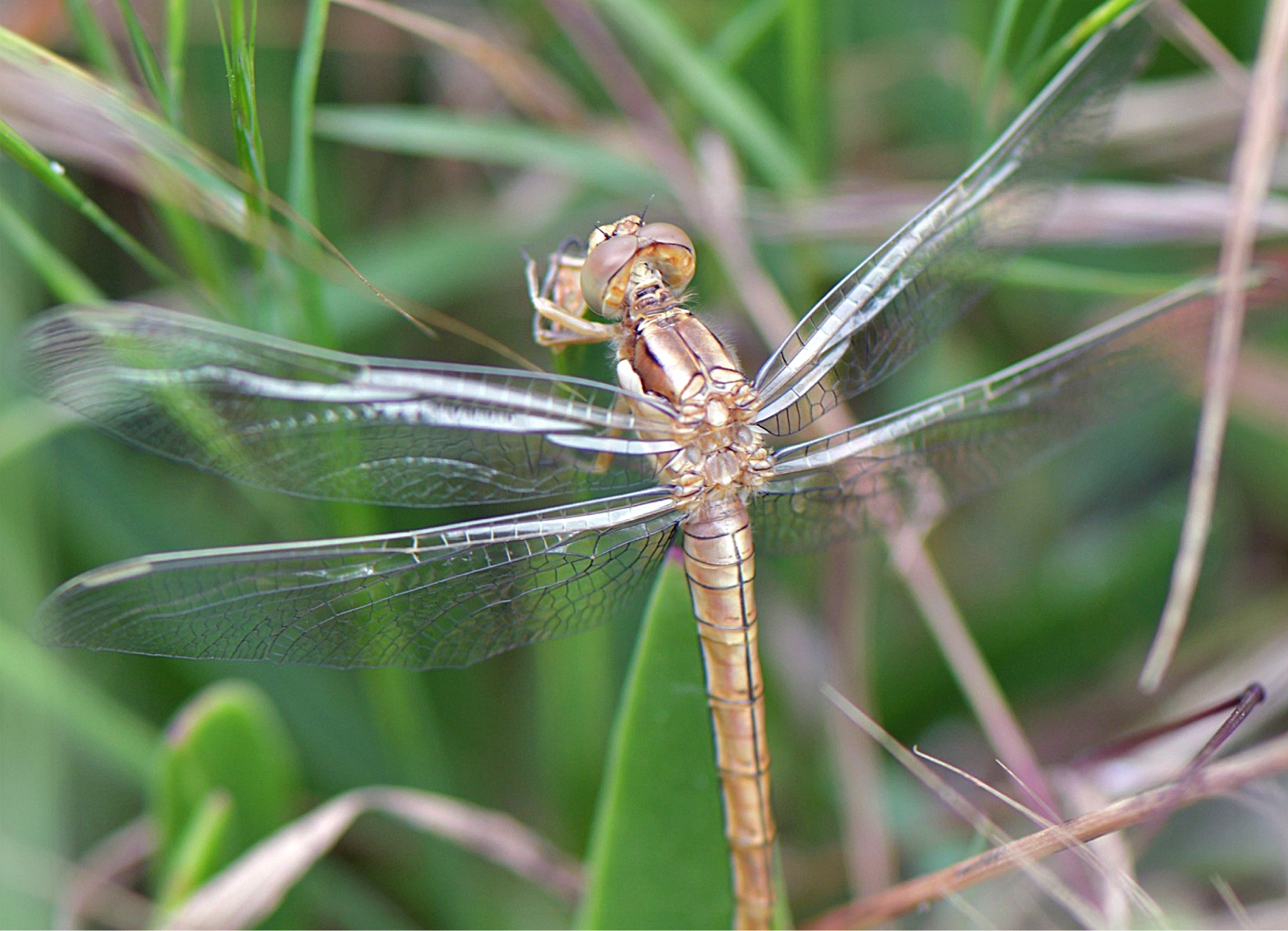 Orthetrum brunneum