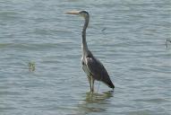 Ardea cinerea