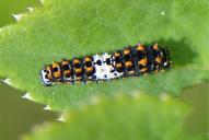 Papilio machaon (Raupe)(junges Stadium)