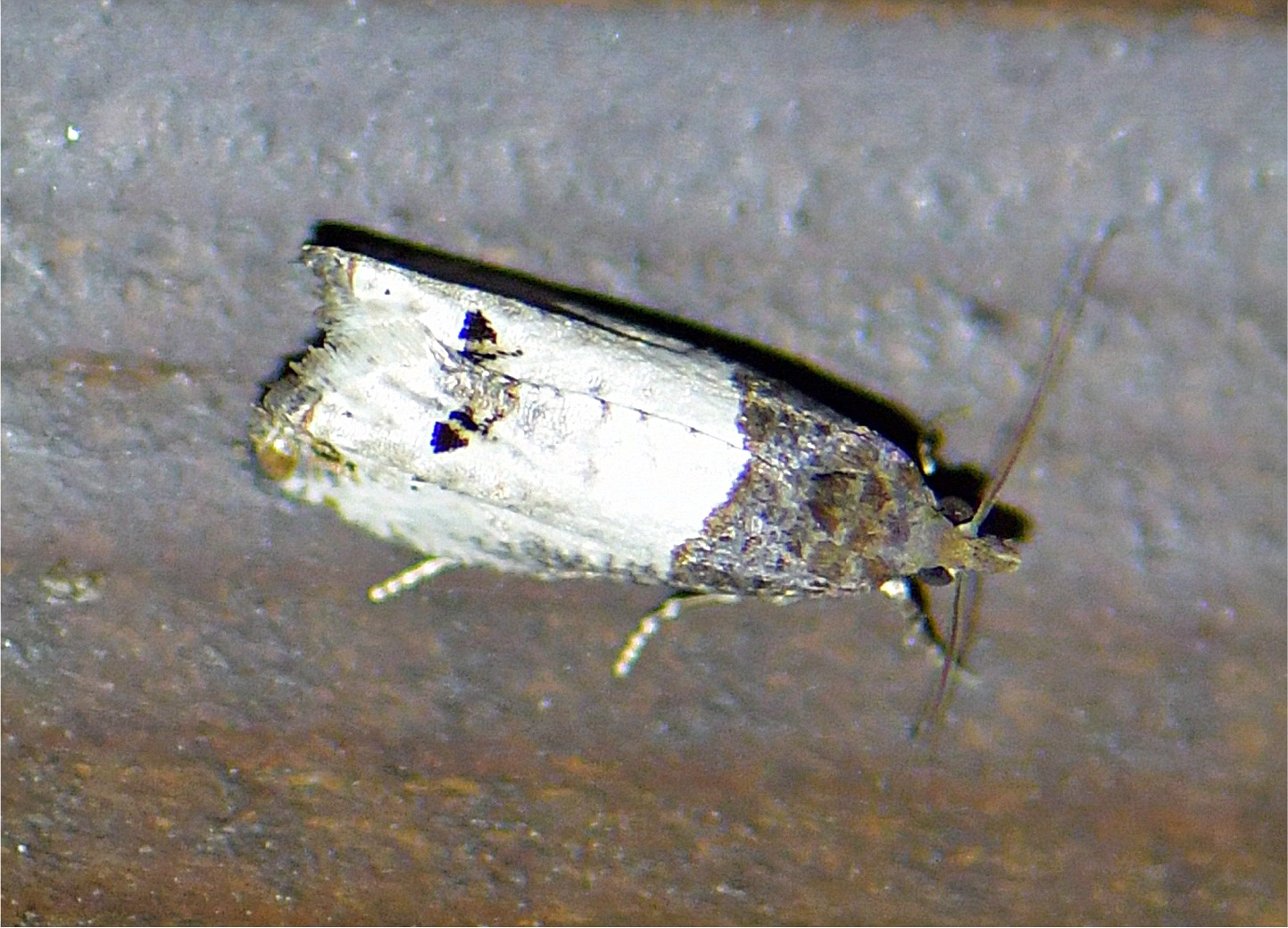 Notocelia roborana