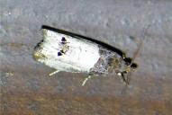 Notocelia roborana