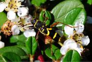 Clytus arietis