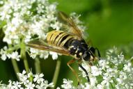 Temnostoma vespiforme