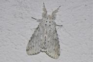 Cerura erminea