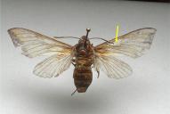 Hemaris tityus(tot u. verwaschen)