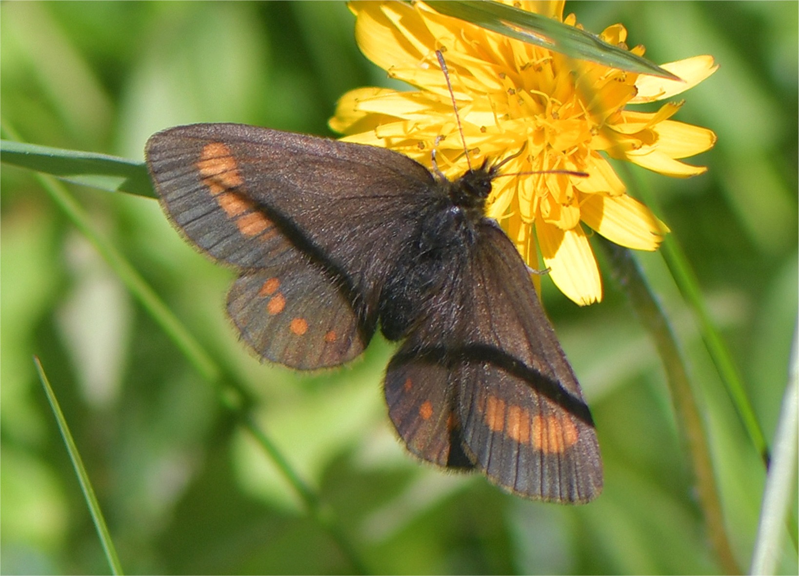 Erebia pharte