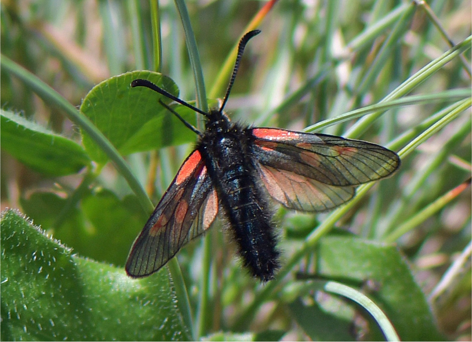 Zygaena exulans