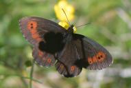 Erebia euryale ssp. isarica