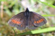 Erebia melampus