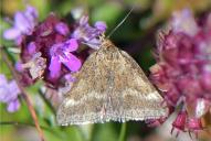 Pyrausta aerealis
