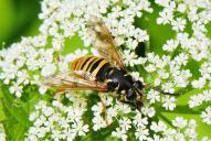 Temnostoma vespiforme