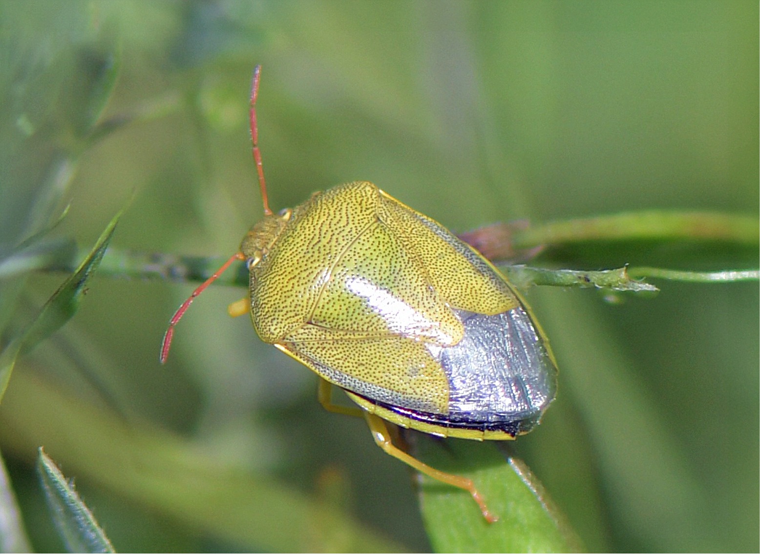 Piezodorus lituratus