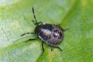 Rhaphigaster nebulosa(~ L2)