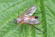 Rhagio tringarius(♂)