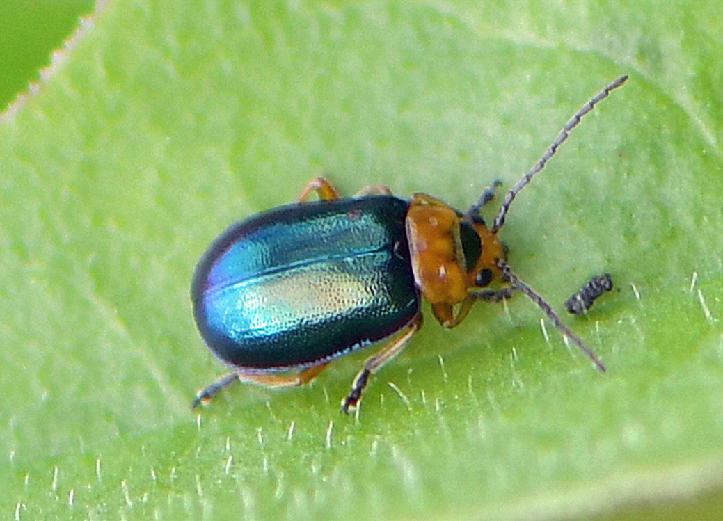 Sermylassa halensis