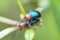 Sermylassa halensis(♀♂)