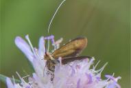 Nemophora metallica