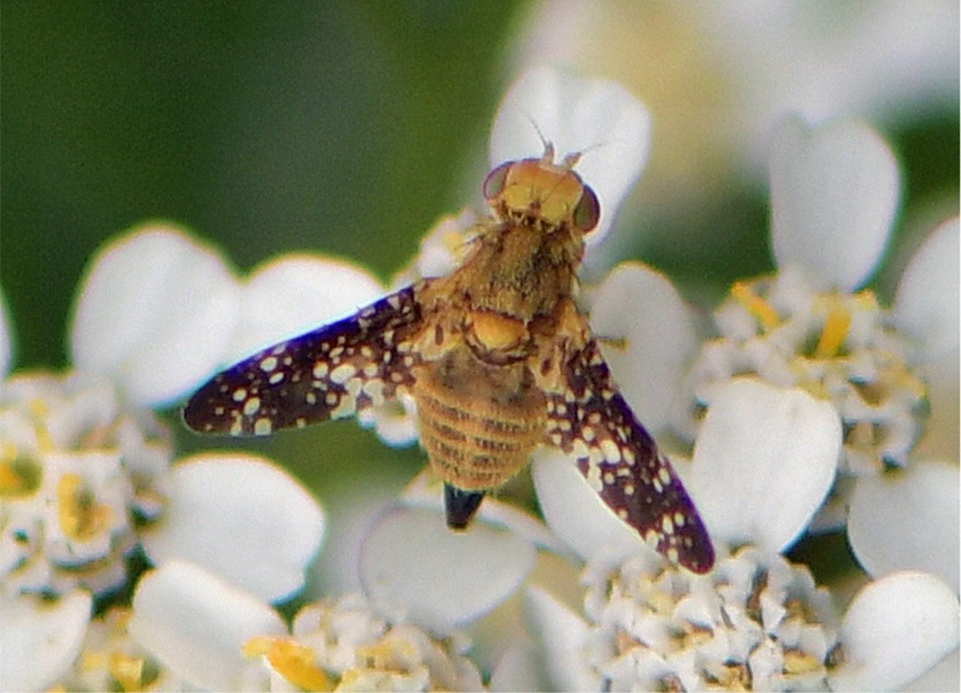 Oxyna flavipennis(♀)