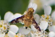 Oxyna flavipennis