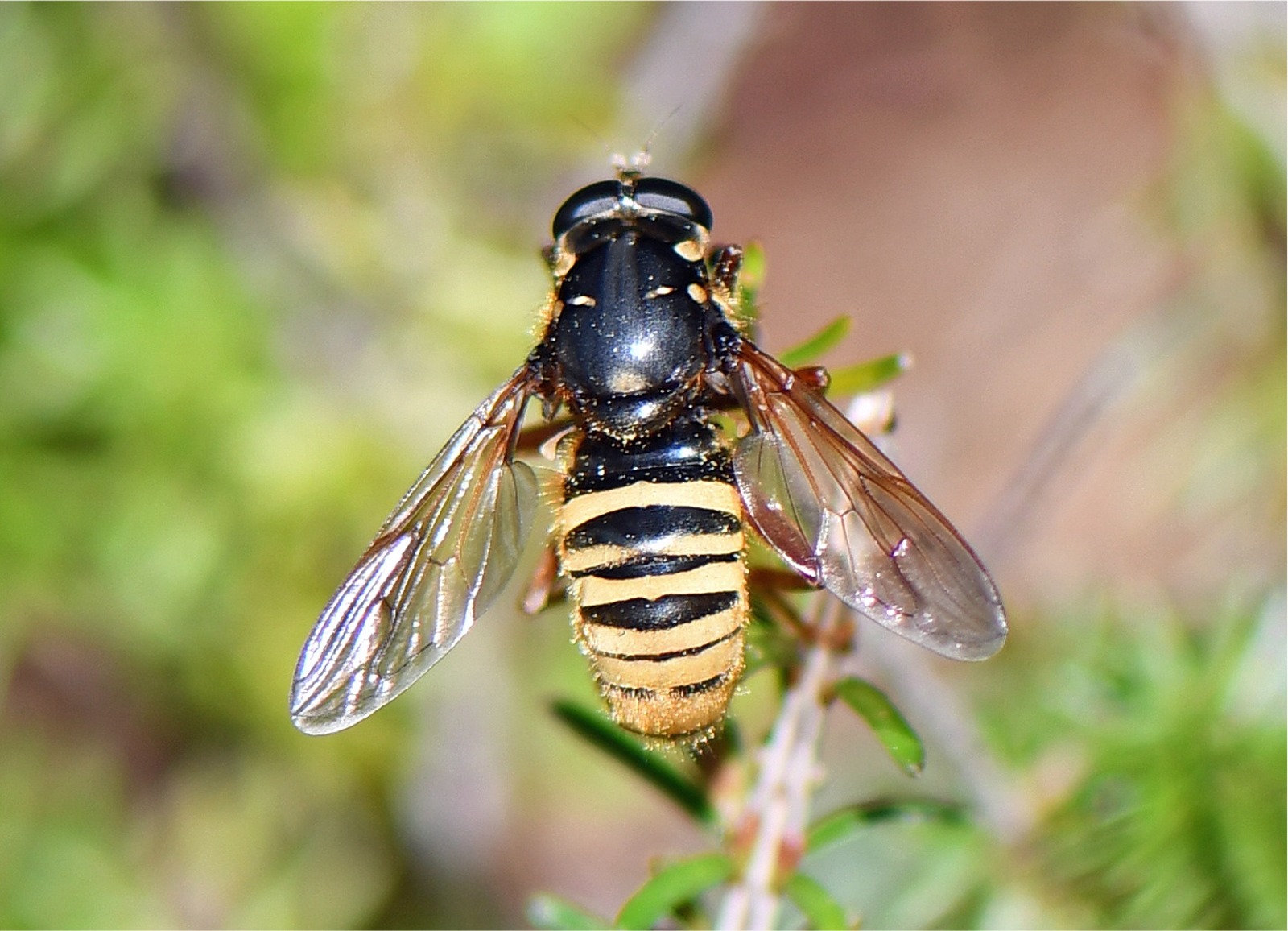 Temnostoma vespiforme