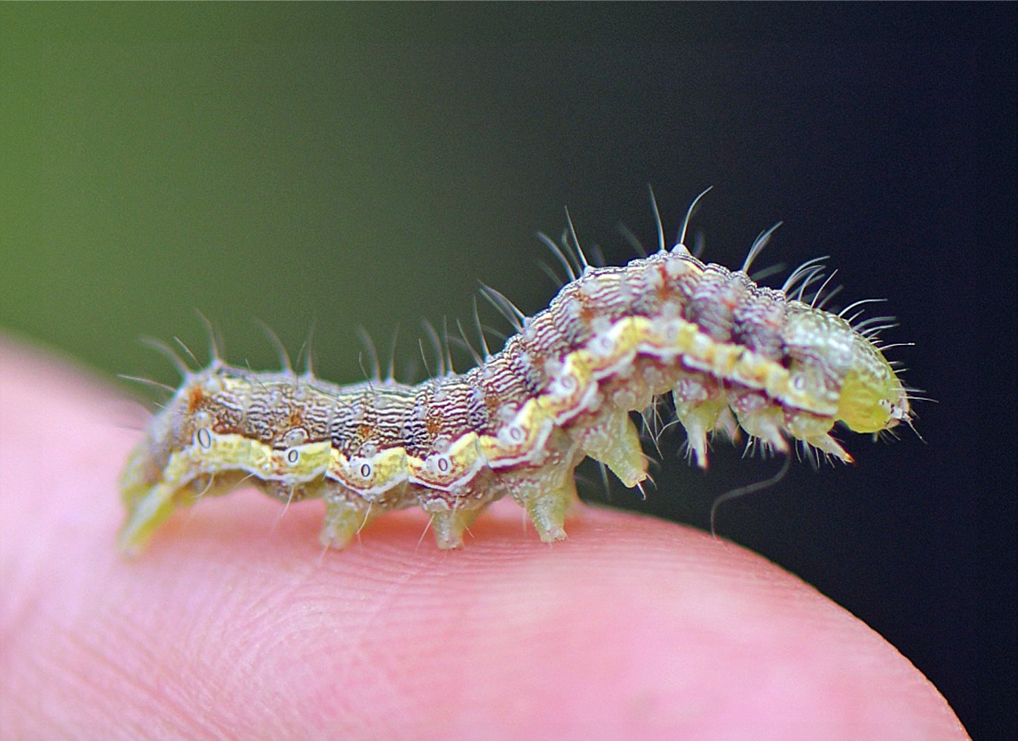 Helicoverpa armigera (Raupe)