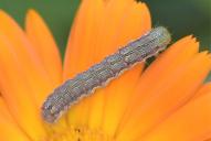 Helicoverpa armigera (Raupe)