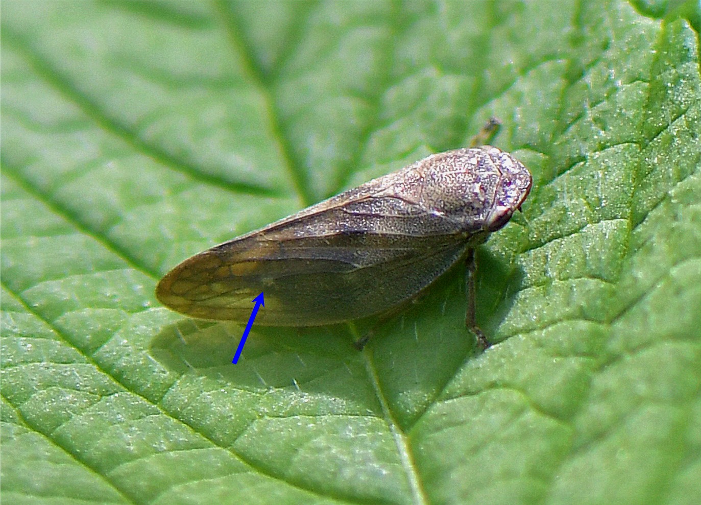 Aphrophora major