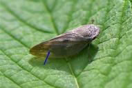 Aphrophora major