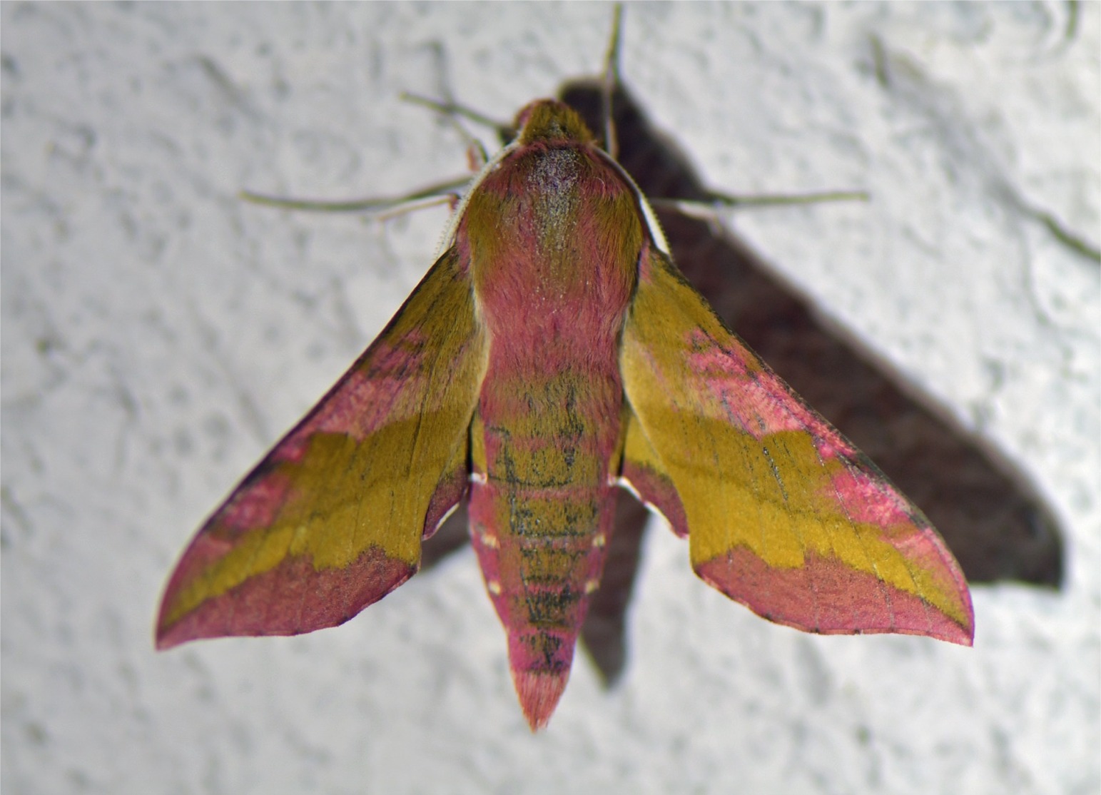 Deilephila porcellus