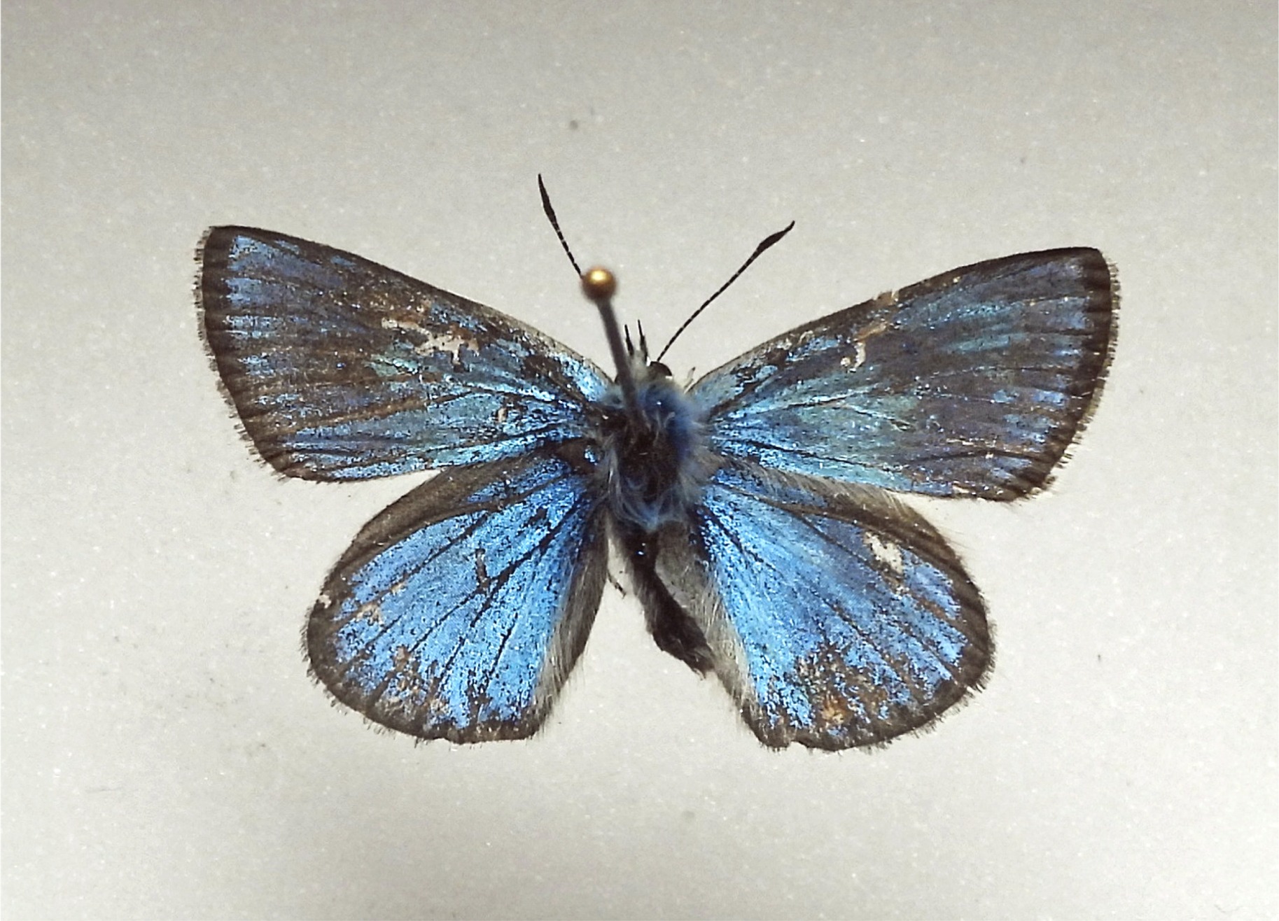 Polyommatus eros(♂, Oberseite)