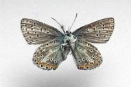 Polyommatus eros(♂, Unterseite)