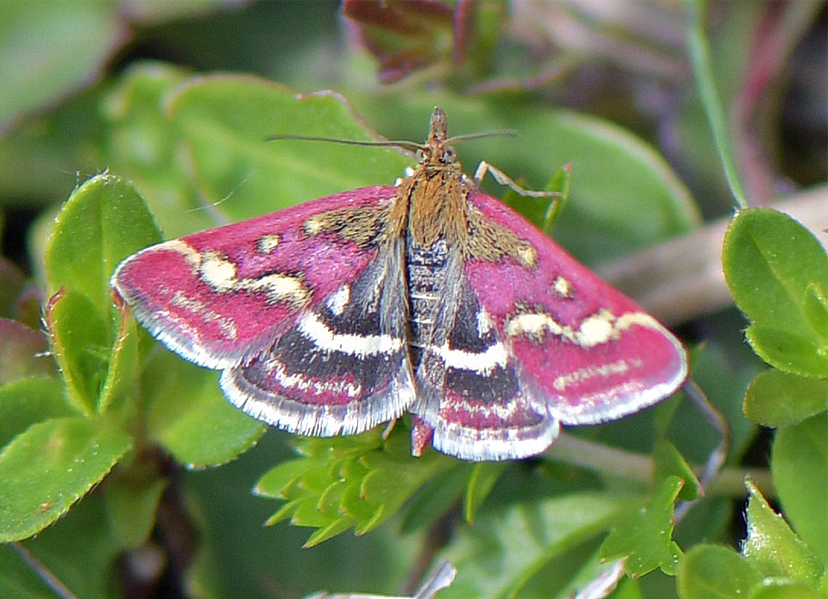 Pyrausta ostrinalis