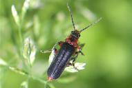 Cantharis rustica