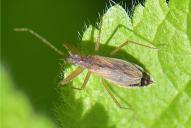 Nabis rugosus