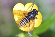 Temnostoma vespiforme