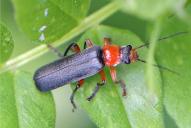 Cantharis pellucida