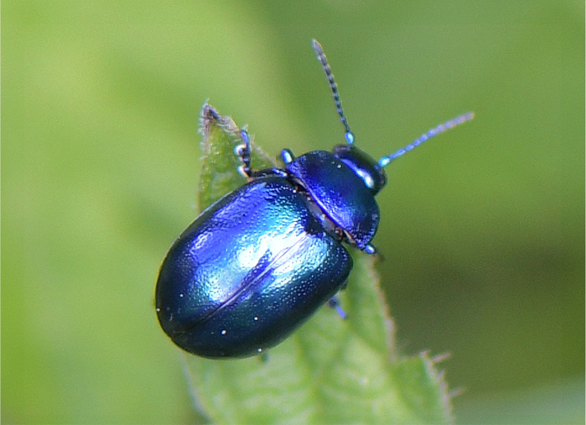 Chrysolina coerulans