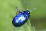 Chrysolina coerulans