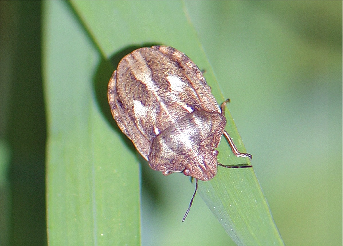 Eurygaster maura