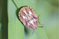 Eurygaster maura