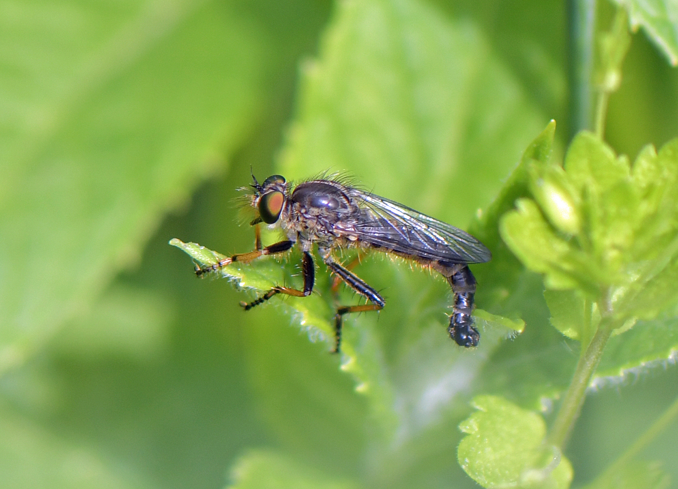 Neoitamus cothurnatus