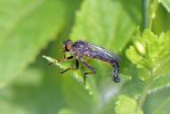 Neoitamus cothurnatus