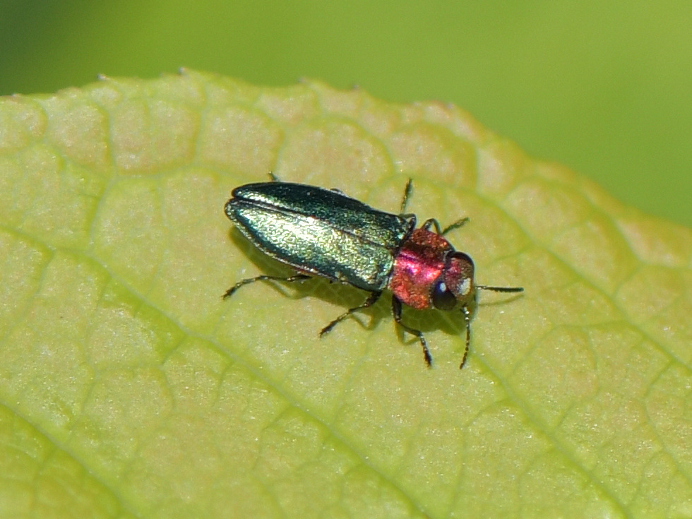 Anthaxia nitidula(♀)