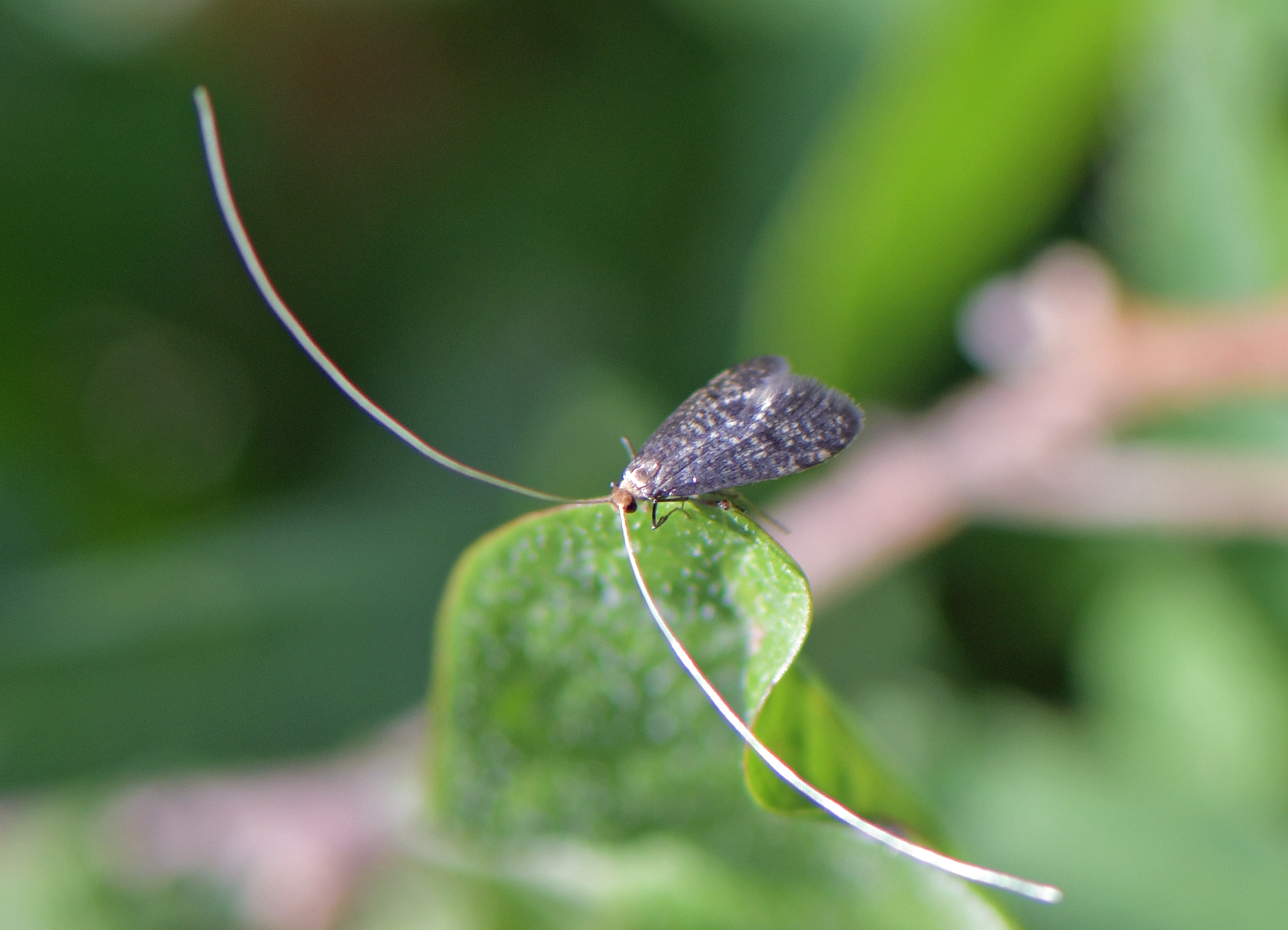 Nematopogon robertella(cf)