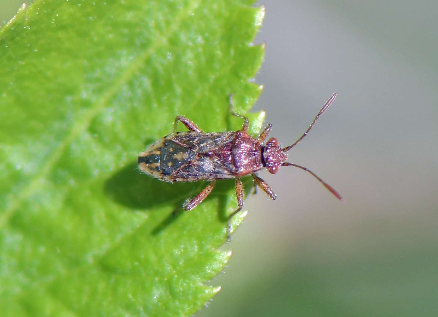 Rhopalus parumpunctatus