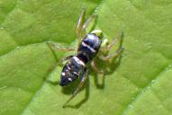 Heliophanus cupreus